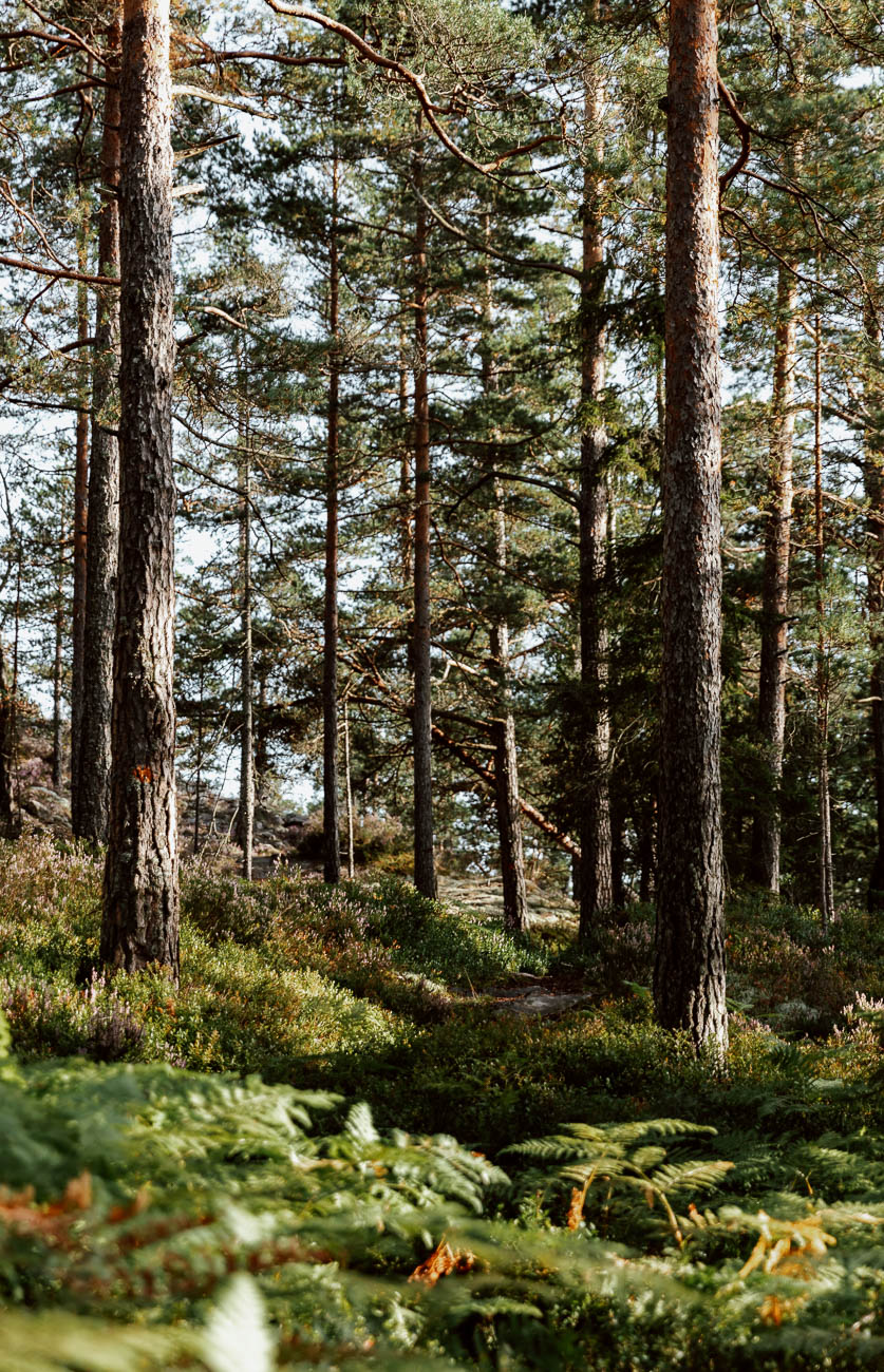 A Very West Sweden Summer | Pilgrim's Trail, Upperud