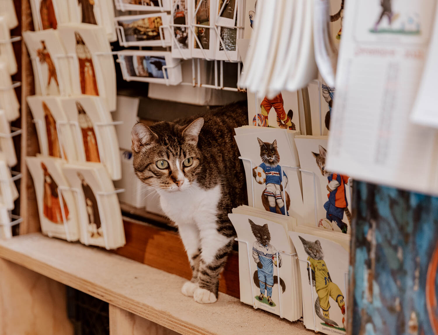 A Cat in Libreria Acqua Alta 