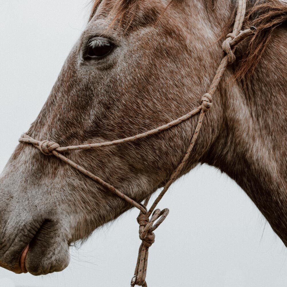 HORSE RIDING IN URUGUAY | A TALE OF TWO DREAMS - 