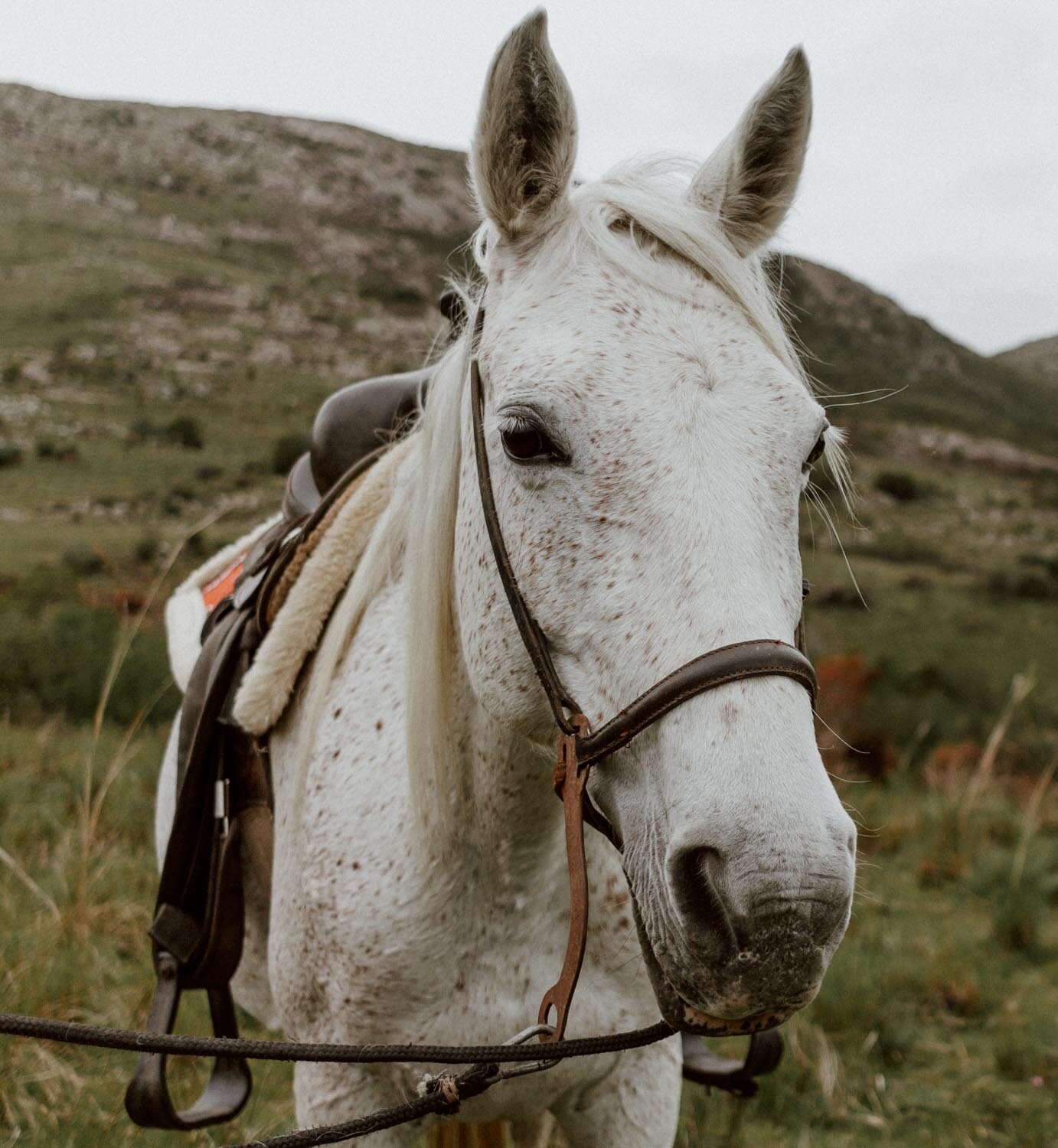 caballos-de-luz-along-dusty-roads-23.jpg