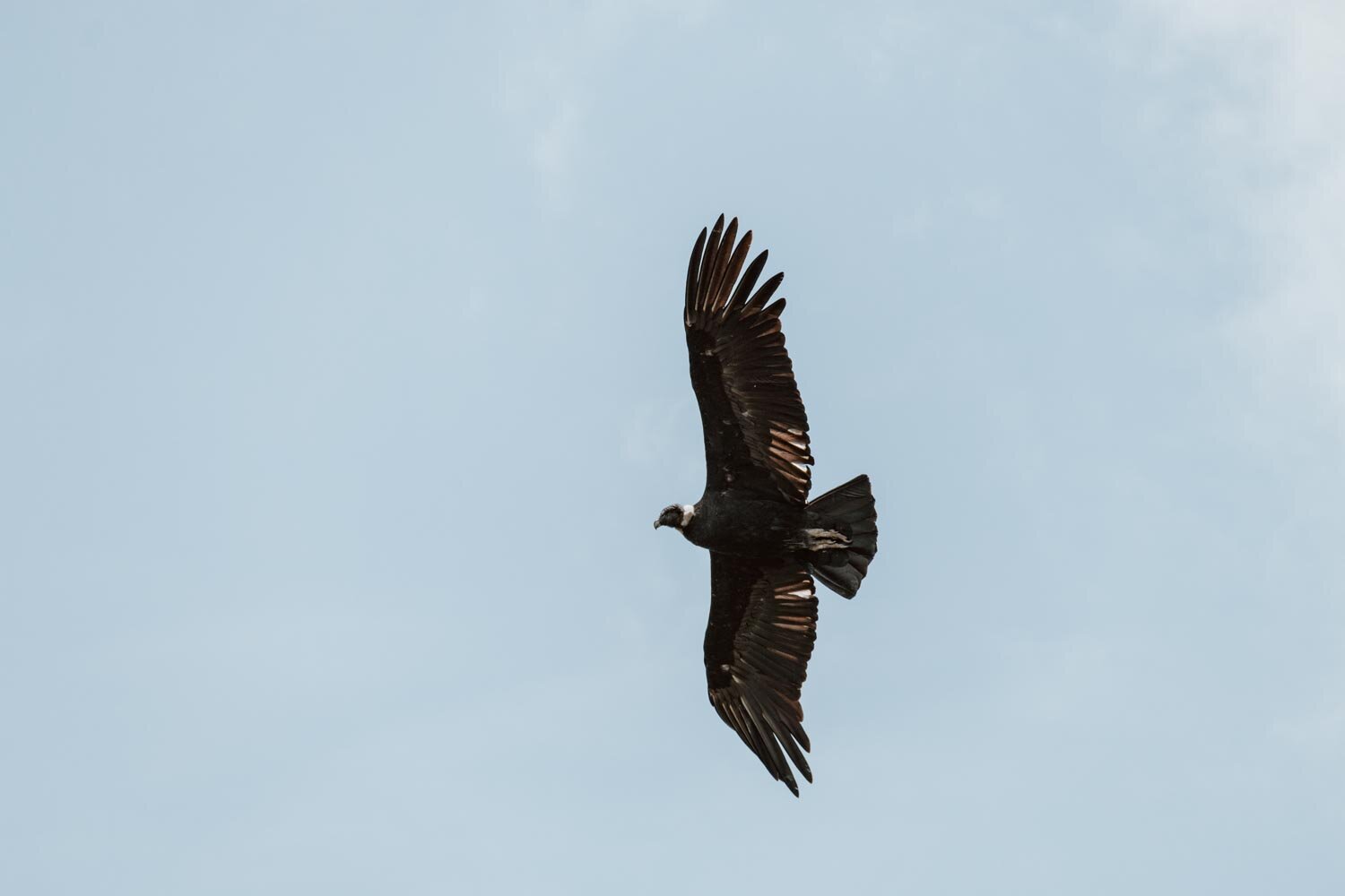 condors-bolivia-along-dusty-roads-14.jpg