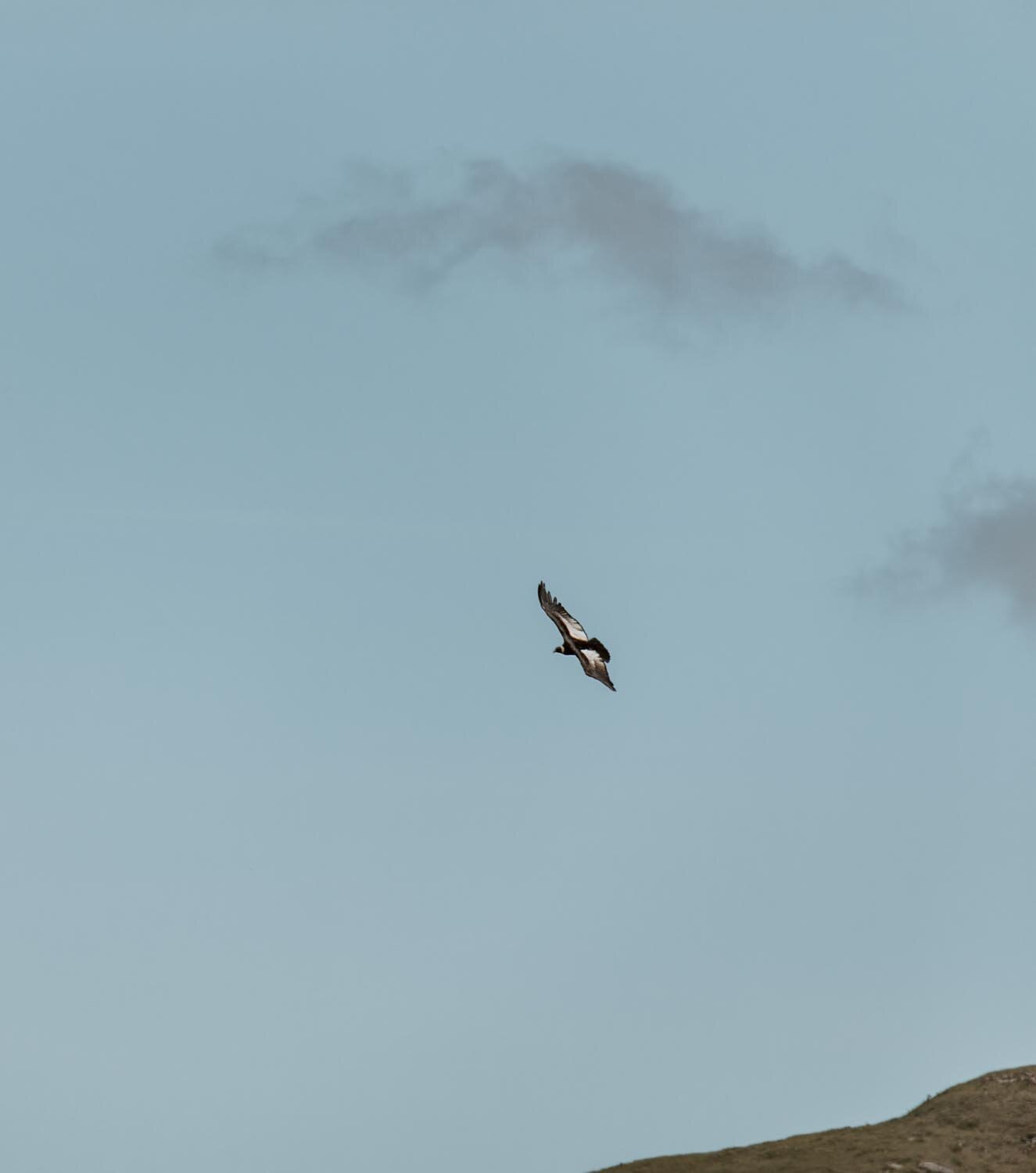 condors-bolivia-along-dusty-roads-15.jpg