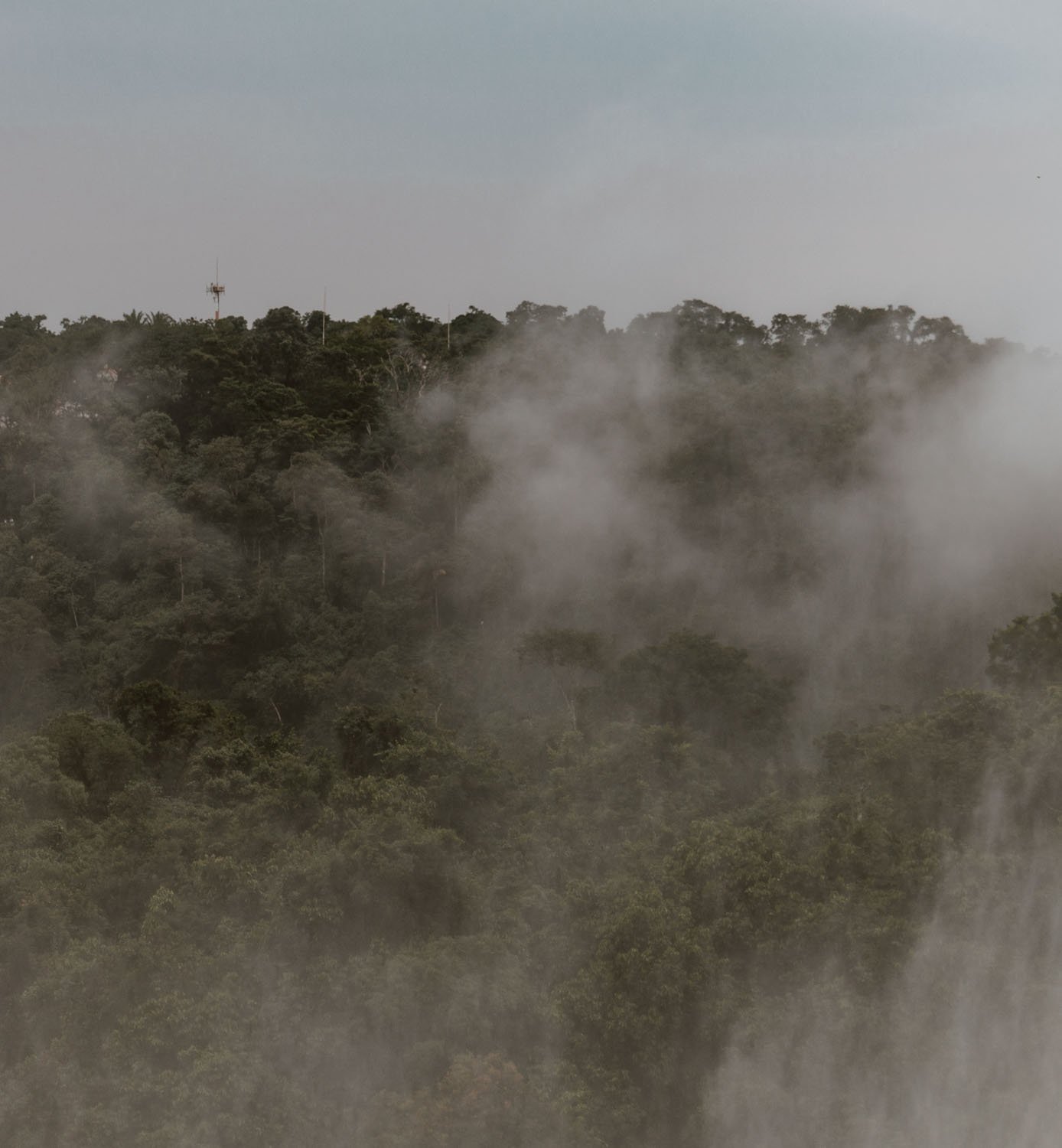 cloud-forest-argentina