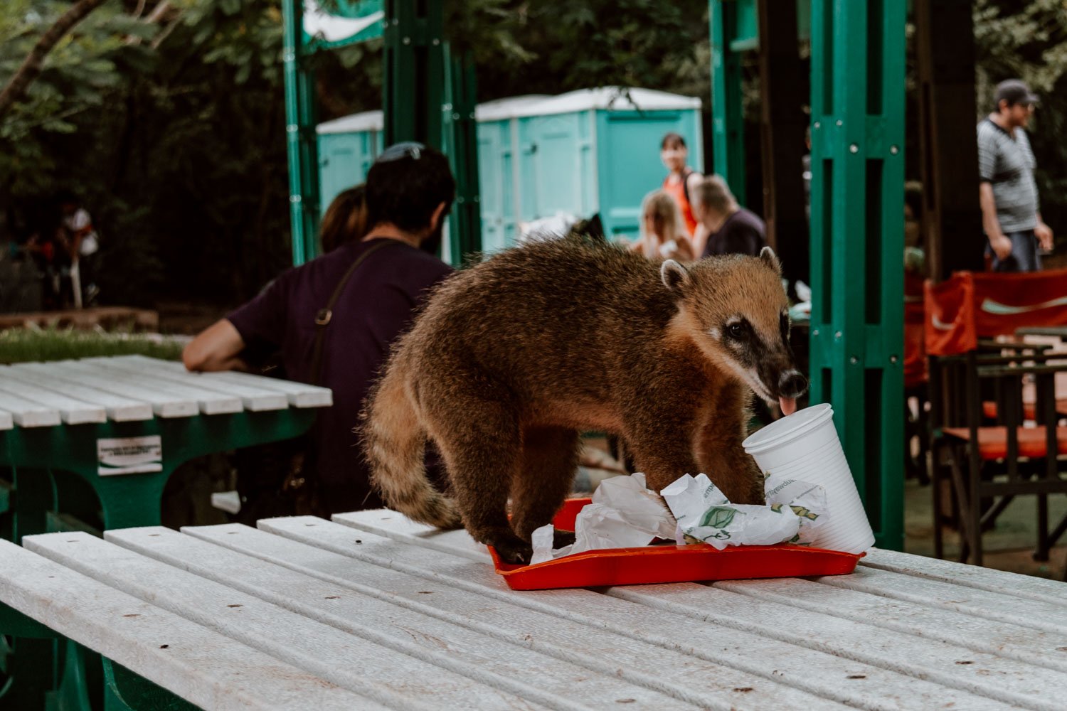 coati-argentina