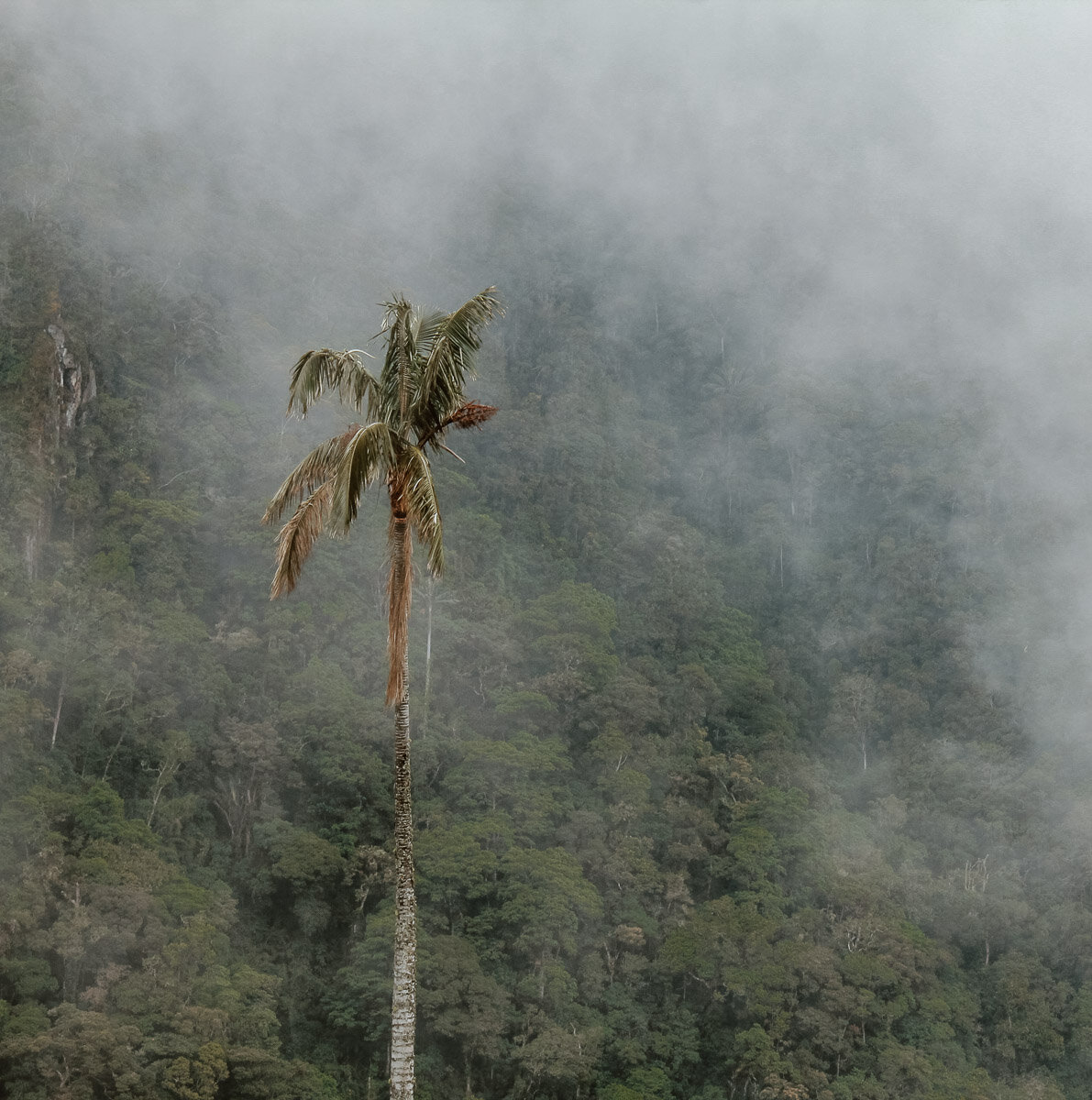 Valle de Cocora, Salento, Colombia