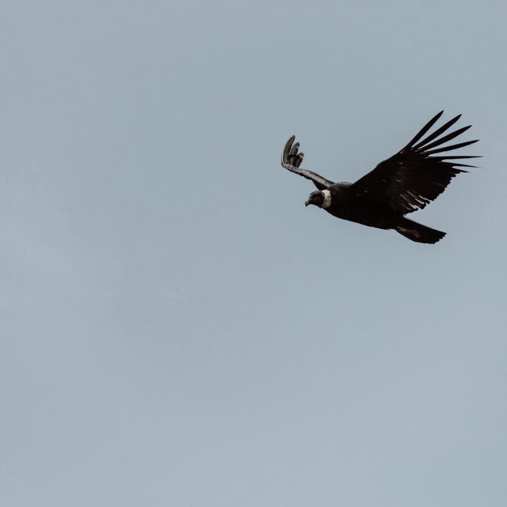 WAITING FOR THE CONDORS TO SOAR IN BOLIVIA - 