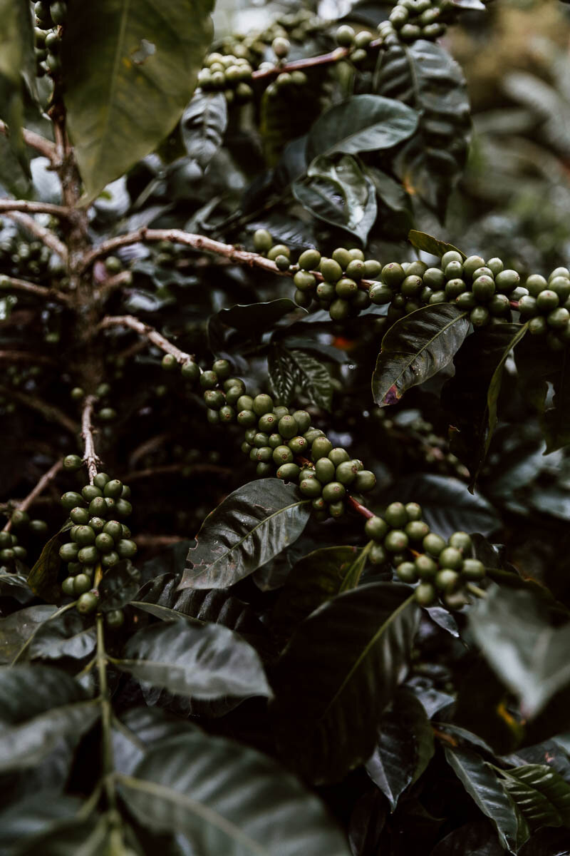 Things to do in Salento Colombia - El Ocaso Coffee Tour